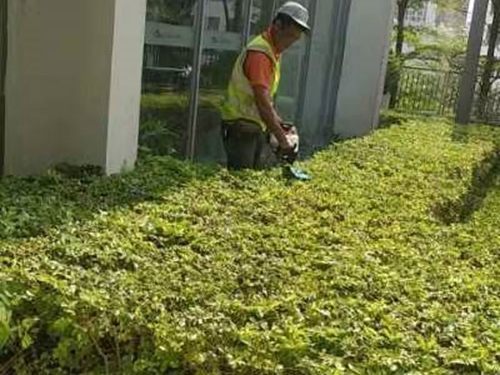 綠化養(yǎng)護中的定期保養(yǎng)和管理技巧